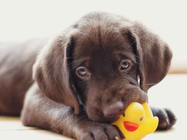 Dog with toys