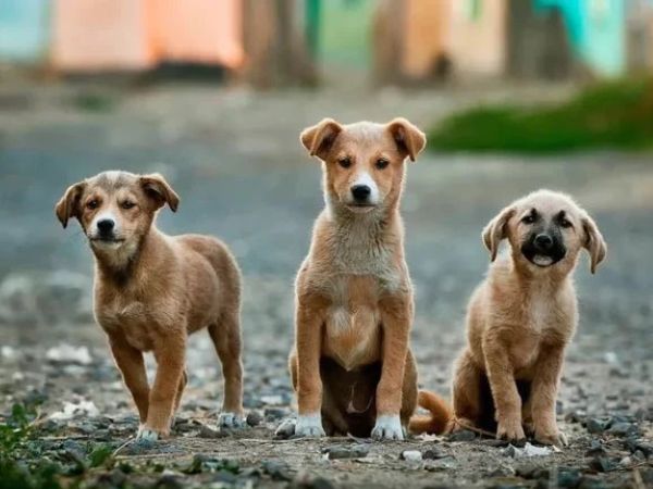 street background for dog photo